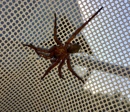 Nemesiidae