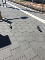 Columba livia domestica