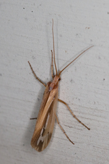 Limnephilus ornatus
