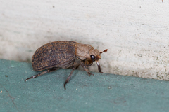 Trogidae