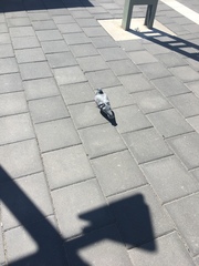 Columba livia domestica