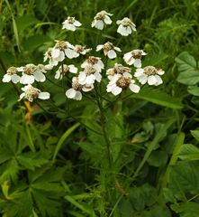 Achillea impatiens