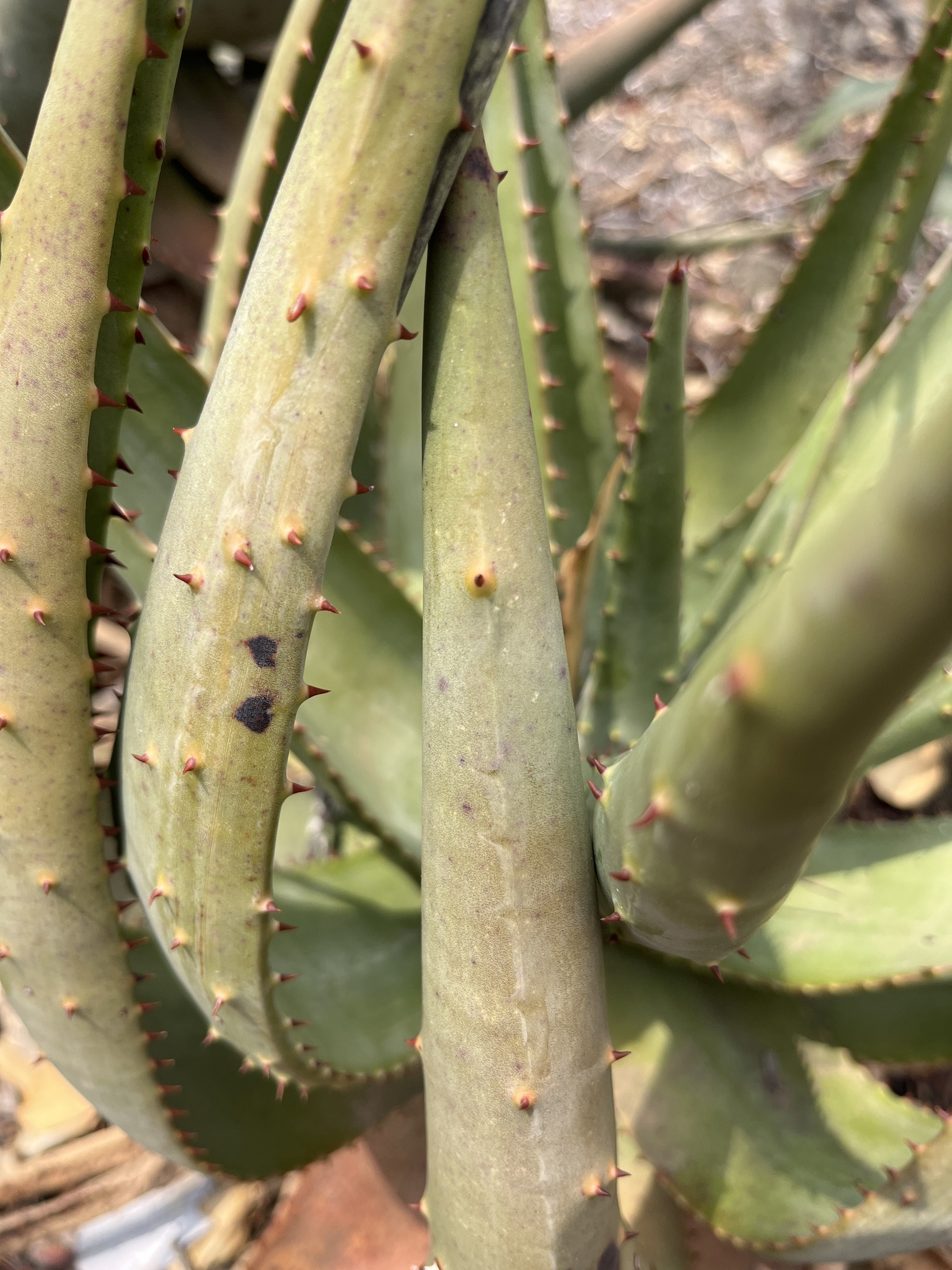 Imagem de Aloe espinhosa