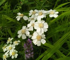 Achillea impatiens