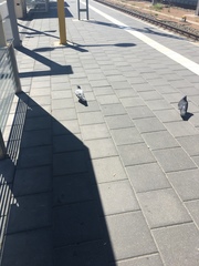 Columba livia domestica