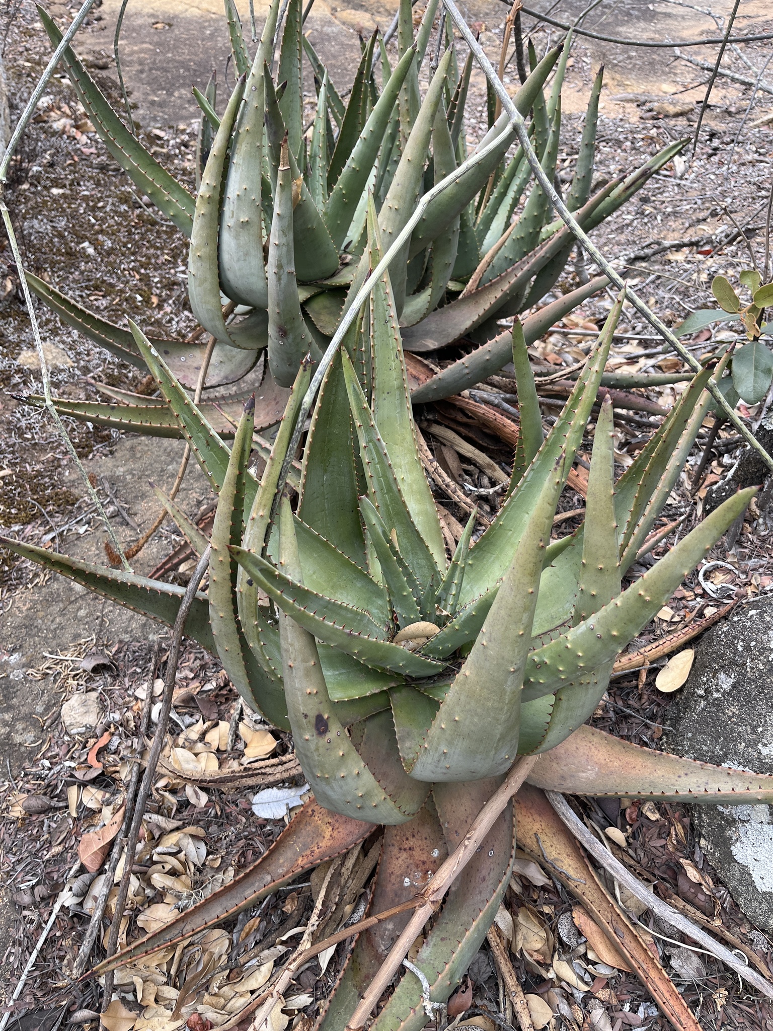 Imagem de Aloe espinhosa