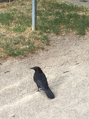 Corvus corone