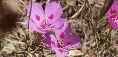 Clarkia amoena