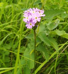 Primula longiscapa