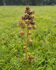 Ligularia glauca