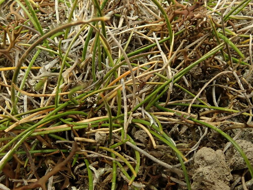 Rytidosperma exiguum, 2024-10-16