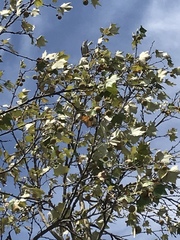 Platanaceae