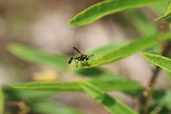 Physocephala marginata