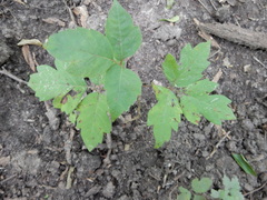 Toxicodendron radicans negundo