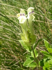 Scutellaria supina