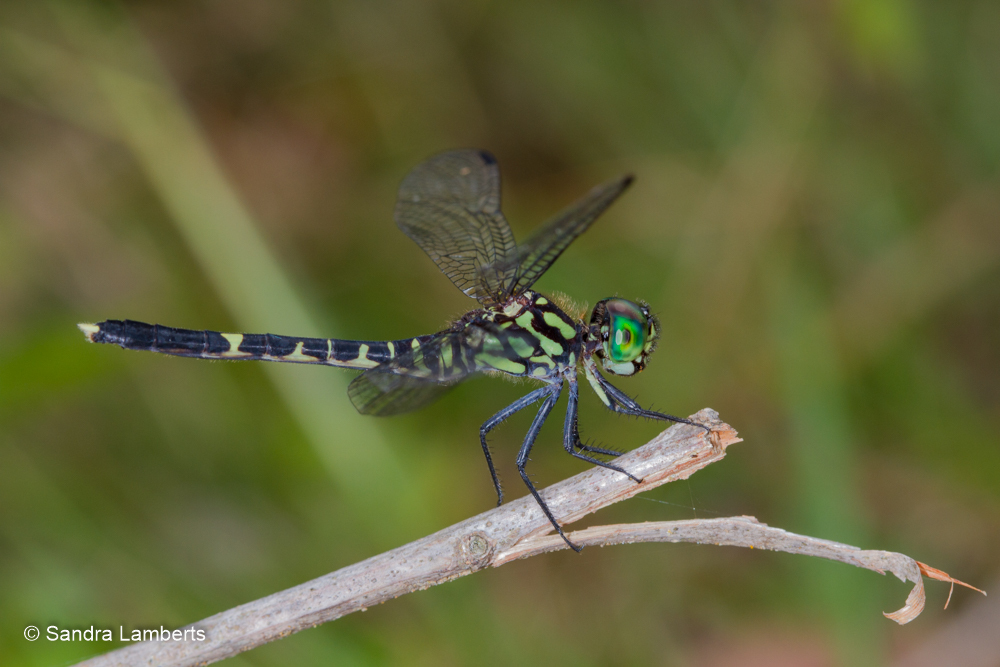 Lanthanusa cyclopica (Lanthanusa cyclopica)