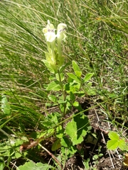 Scutellaria supina