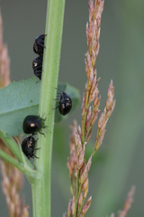 Coptosoma scutellatum