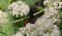 Poecilopompilus algidus