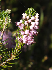Erica vagans