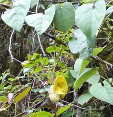 Aristolochia griffithii