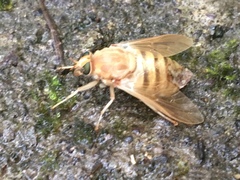 Goniops chrysocoma