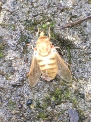 Goniops chrysocoma
