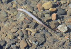 Lampetra richardsoni