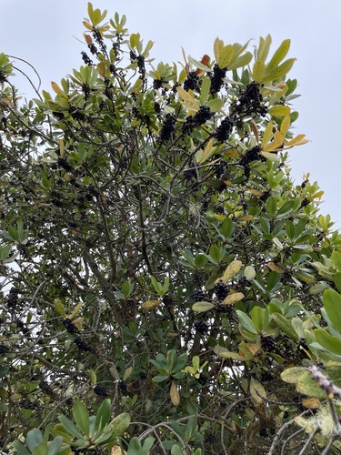 Myrsine lessertiana observed 2024-09-23
