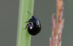 Coptosoma scutellatum