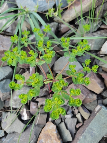 Sun spurge