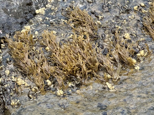 Chnoospora minima observed 2024-10-15