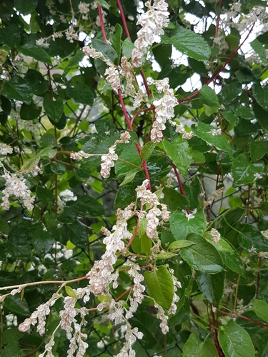 Silver lace vine (Fallopia aubertii)