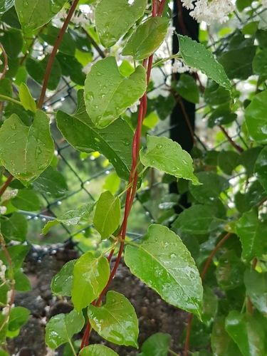 Image of Fallopia aubertii by (c) Marcello Manara, some rights reserved (CC BY)