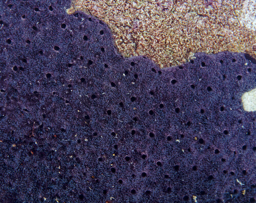 Chelonaplysilla violacea observed 2024-10-12