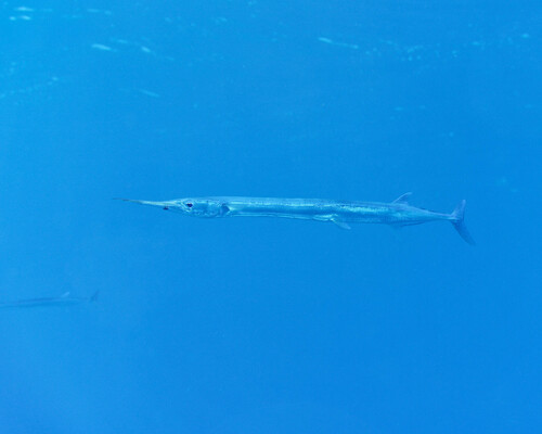 Tylosurus acus, 2024-10-12