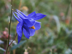 Aquilegia pyrenaica