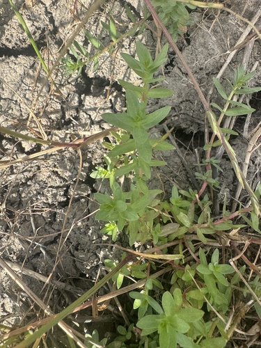 Hyssop Loosestrife