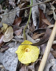 Aristolochia griffithii