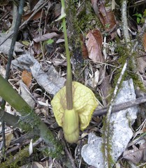 Aristolochia griffithii