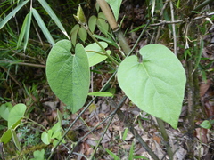 Aristolochia griffithii