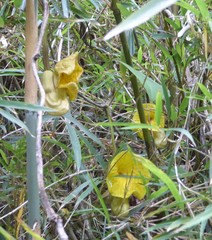 Aristolochia griffithii