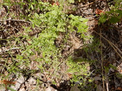 Galium pilosum