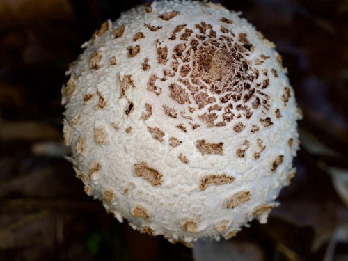 Chlorophyllum molybdites