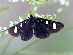 Alypiodes flavilinguis