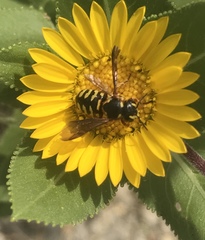 Dianthidium
