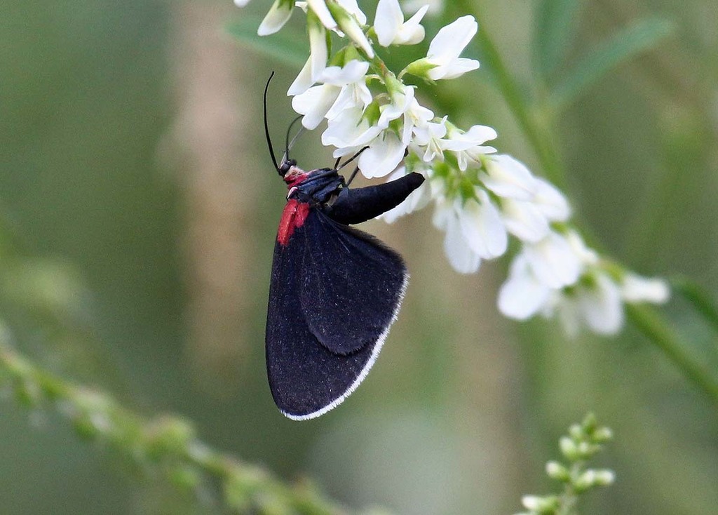 Eutrepsia