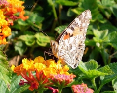 Iphiclides podalirius
