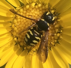 Dianthidium
