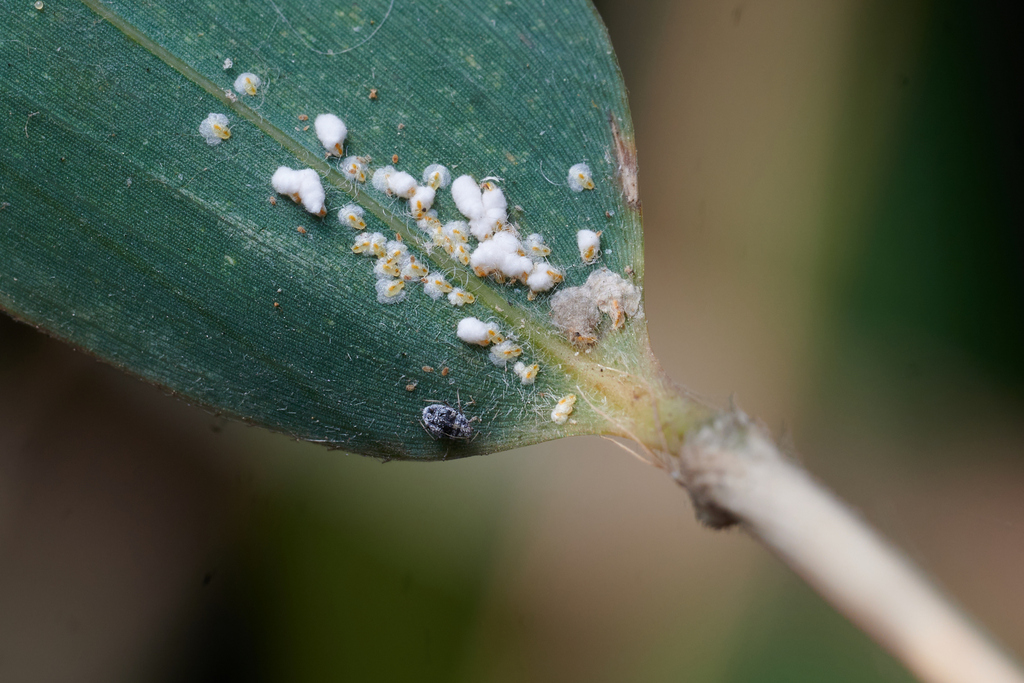 Fioriniina Insect Fioriniina from 中国浙江省杭州市西湖区 on December 01, 2023 at 02:17 PM by Li ...